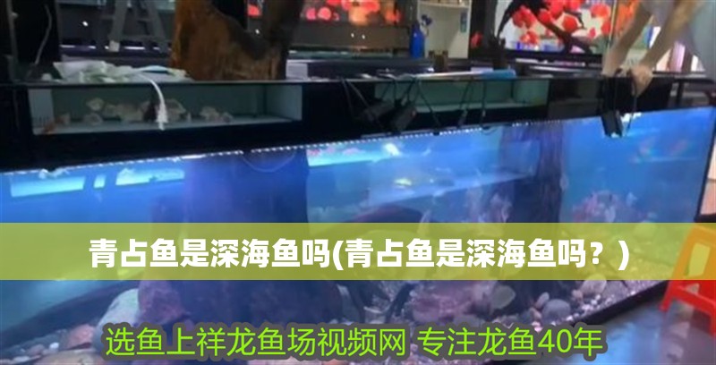 青占魚是深海魚嗎(青占魚是深海魚嗎？)