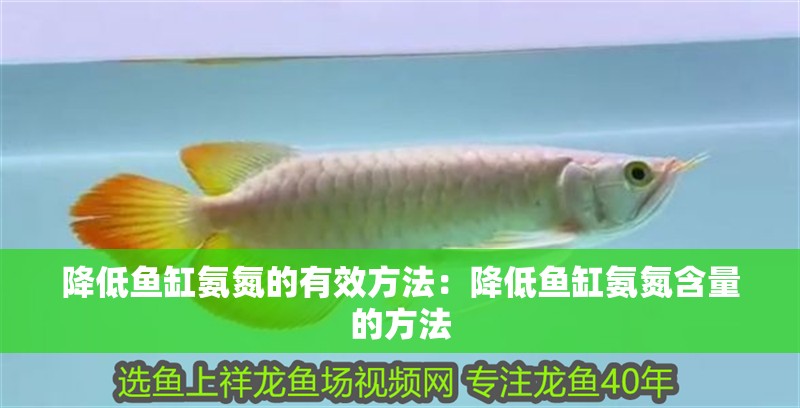 降低魚缸氨氮的有效方法：降低魚缸氨氮含量的方法 降低魚缸氨氮的有效方法：降低魚缸氨氮含量的方法 魚缸百科
