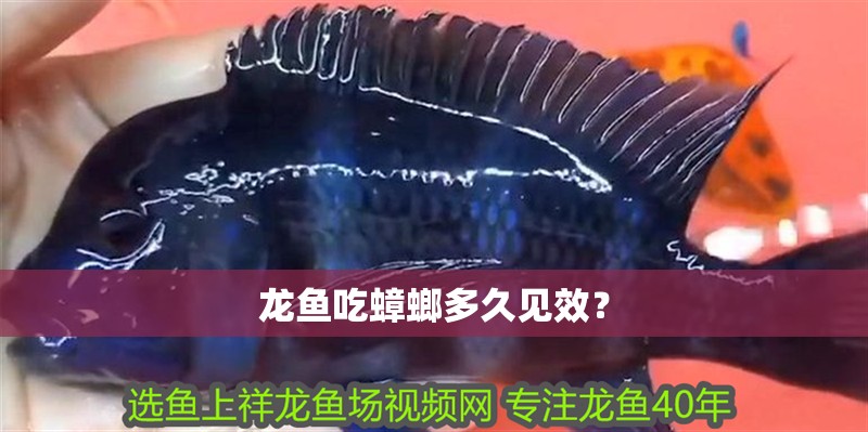 龍魚吃蟑螂多久見效？