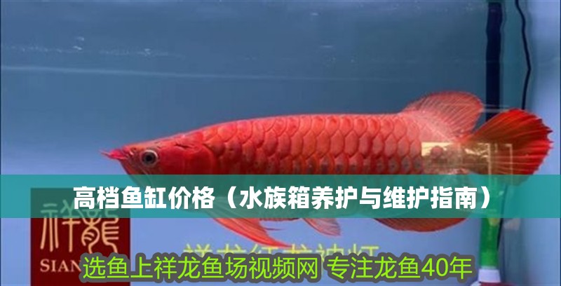 高檔魚缸價格（水族箱養護與維護指南）
