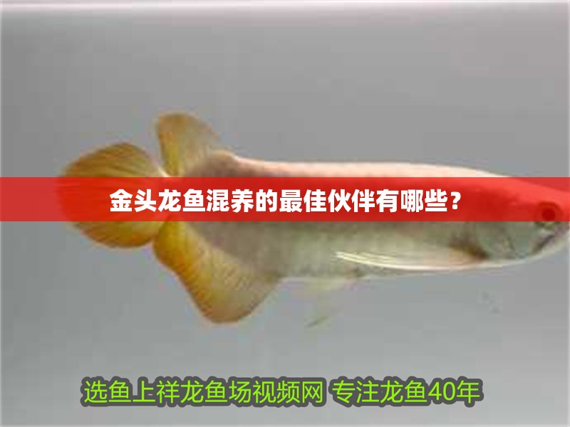 金頭龍魚混養(yǎng)的最佳伙伴有哪些？