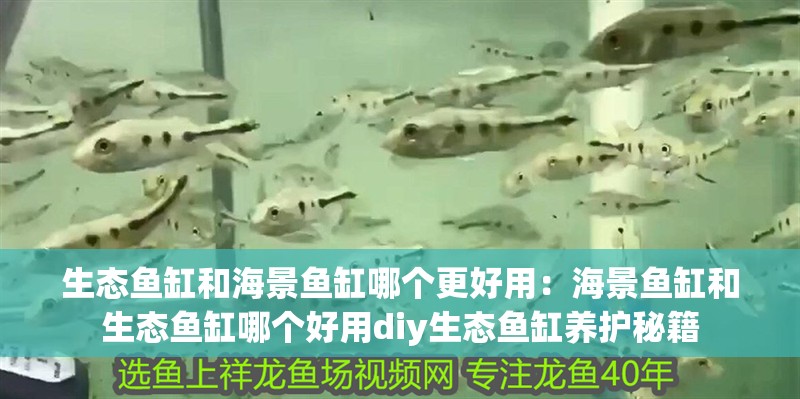 生態魚缸和海景魚缸哪個更好用：海景魚缸和生態魚缸哪個好用diy生態魚缸養護秘籍 生態魚缸和海景魚缸哪個更好用：海景魚缸和生態魚缸哪個好用diy生態魚缸養護秘籍 魚缸百科