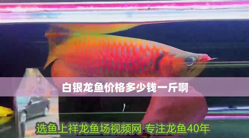 白銀龍魚價格多少錢一斤啊