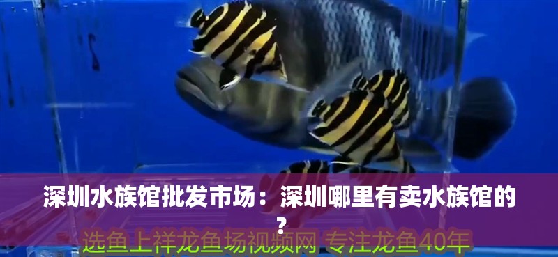 深圳水族館批發(fā)市場：深圳哪里有賣水族館的？