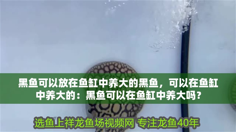 黑魚可以放在魚缸中養(yǎng)大的黑魚，可以在魚缸中養(yǎng)大的：黑魚可以在魚缸中養(yǎng)大嗎？