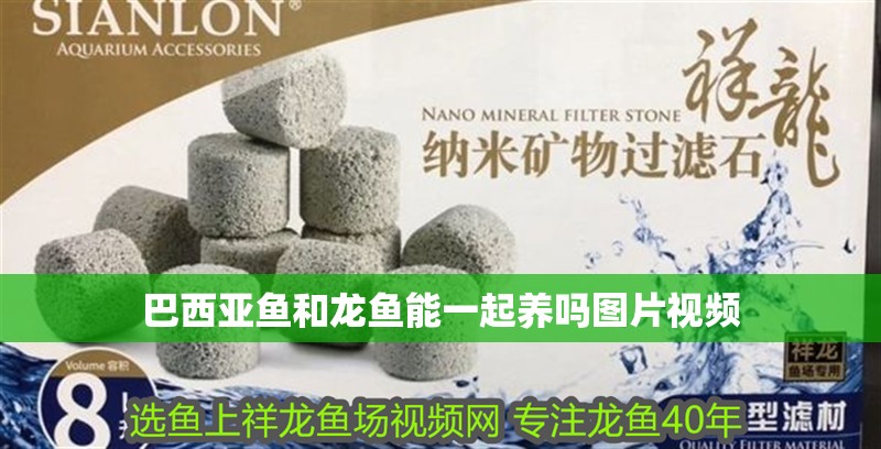 巴西亞魚和龍魚能一起養嗎圖片視頻