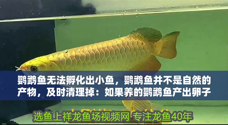 鸚鵡魚無法孵化出小魚，鸚鵡魚并不是自然的產(chǎn)物，及時(shí)清理掉：如果養(yǎng)的鸚鵡魚產(chǎn)出卵子應(yīng)該及時(shí)清理掉嗎？
