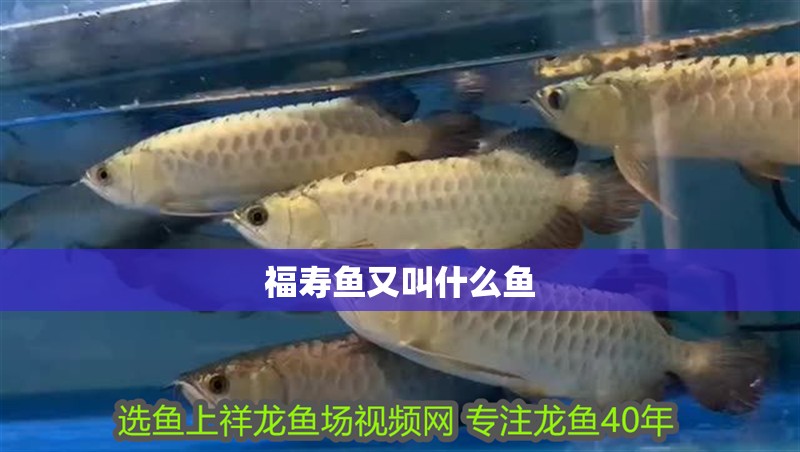 福壽魚又叫什么魚