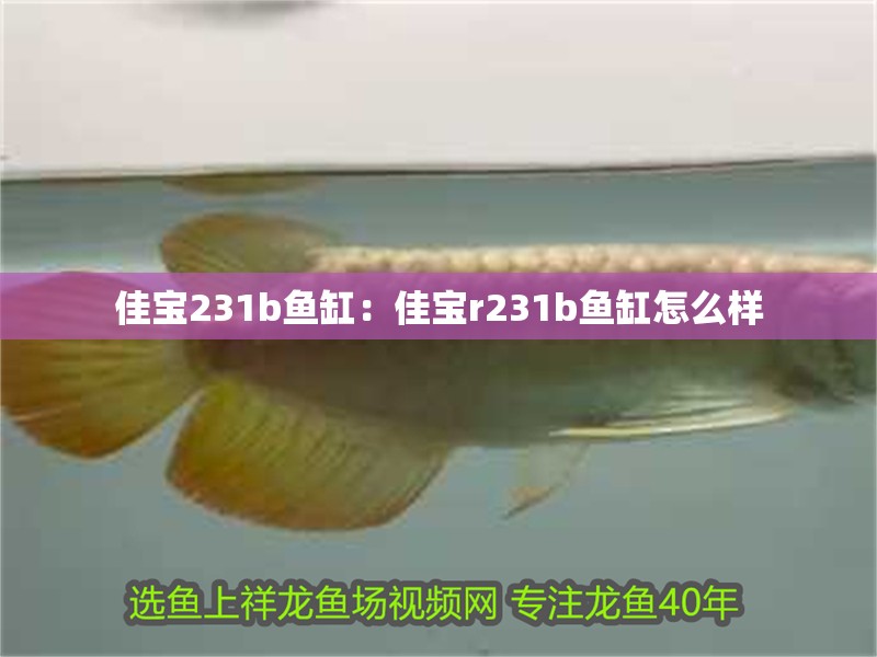 佳寶231b魚缸：佳寶r231b魚缸怎么樣