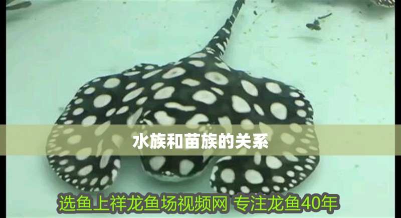 水族和苗族的關系