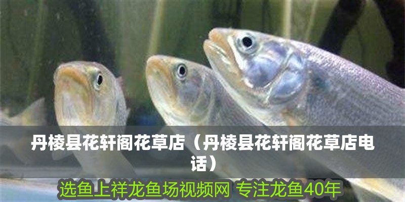 丹棱縣花軒閣花草店（丹棱縣花軒閣花草店電話）