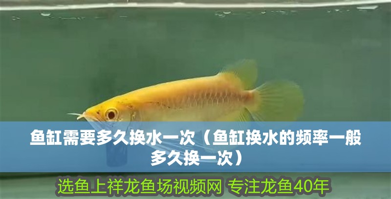 魚缸需要多久換水一次（魚缸換水的頻率一般多久換一次） 魚缸需要多久換水一次（魚缸換水的頻率一般多久換一次） 魚缸百科