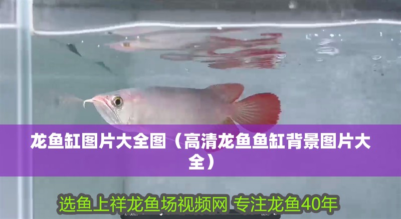龍魚缸圖片大全圖（高清龍魚魚缸背景圖片大全） 龍魚缸圖片大全圖（高清龍魚魚缸背景圖片大全） 魚缸百科