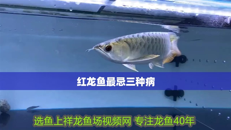 紅龍魚(yú)最忌三種病