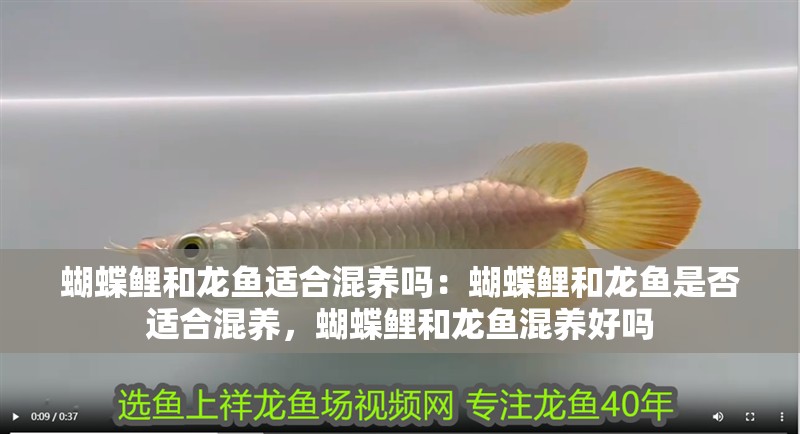 蝴蝶鯉和龍魚適合混養嗎：蝴蝶鯉和龍魚是否適合混養，蝴蝶鯉和龍魚混養好嗎 蝴蝶鯉和龍魚適合混養嗎：蝴蝶鯉和龍魚是否適合混養，蝴蝶鯉和龍魚混養好嗎 龍魚百科