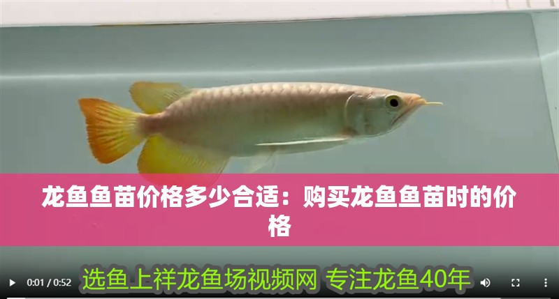 龍魚魚苗價格多少合適：購買龍魚魚苗時的價格