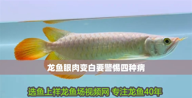 龍魚眼肉變白要警惕四種病