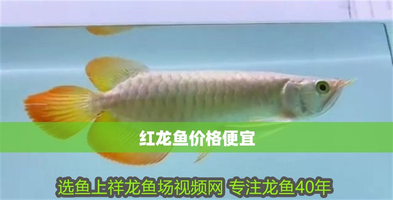 紅龍魚價(jià)格便宜
