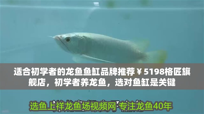 適合初學者的龍魚魚缸品牌推薦￥5198格匠旗艦店，初學者養龍魚，選對魚缸是關鍵