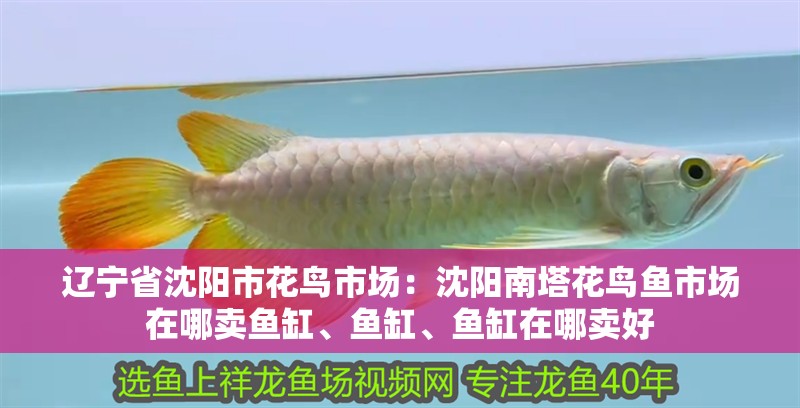 遼寧省沈陽市花鳥市場(chǎng)：沈陽南塔花鳥魚市場(chǎng)在哪賣魚缸、魚缸、魚缸在哪賣好 遼寧省沈陽市花鳥市場(chǎng)：沈陽南塔花鳥魚市場(chǎng)在哪賣魚缸、魚缸、魚缸在哪賣好 魚缸百科