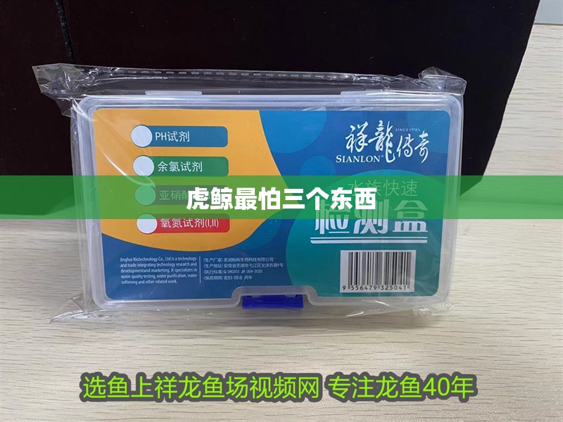 虎鯨最怕三個東西 虎鯨最怕三個東西 龍魚論壇