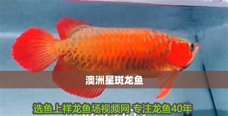 澳洲星斑龍魚