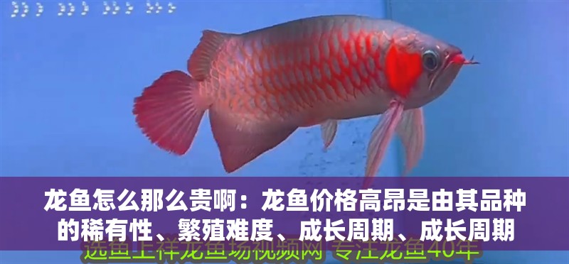 龍魚怎么那么貴啊：龍魚價格高昂是由其品種的稀有性、繁殖難度、成長周期、成長周期 龍魚怎么那么貴啊：龍魚價格高昂是由其品種的稀有性、繁殖難度、成長周期、成長周期 龍魚百科