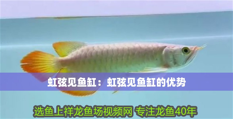虹弦見魚缸：虹弦見魚缸的優(yōu)勢 虹弦見魚缸：虹弦見魚缸的優(yōu)勢 魚缸百科