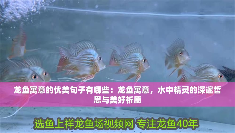 龍魚寓意的優美句子有哪些：龍魚寓意，水中精靈的深邃哲思與美好祈愿