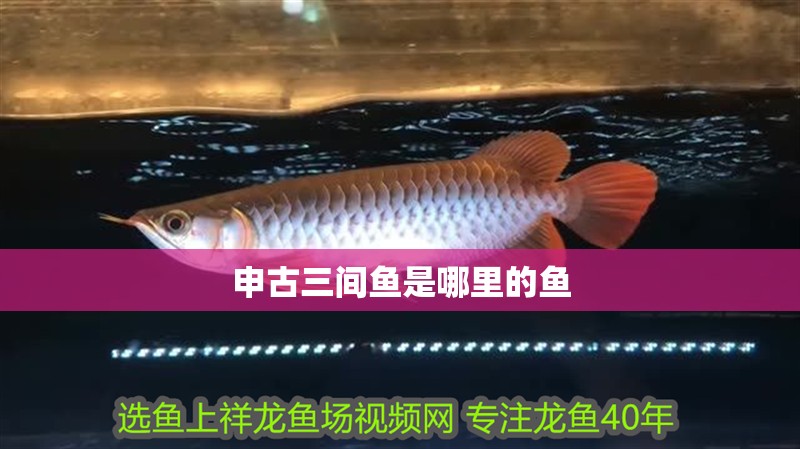 申古三間魚是哪里的魚