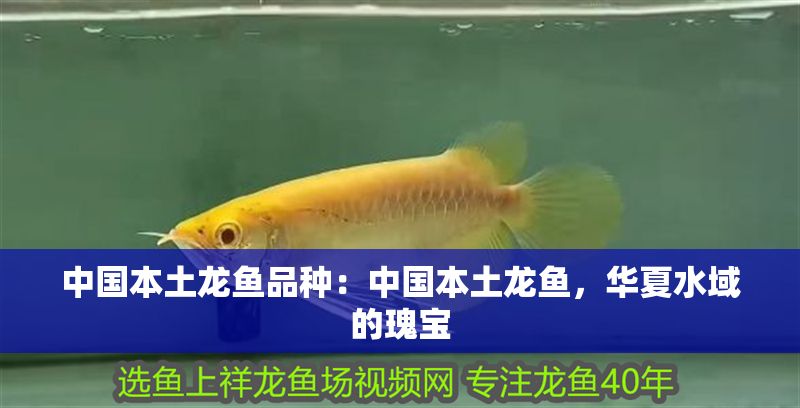 中國本土龍魚品種：中國本土龍魚，華夏水域的瑰寶