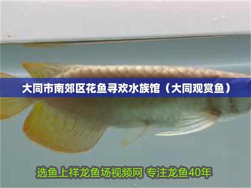 大同市南郊區(qū)花魚尋歡水族館（大同觀賞魚）