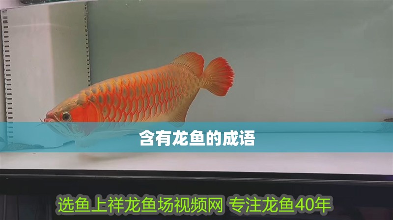 含有龍魚的成語 含有龍魚的成語 龍魚百科