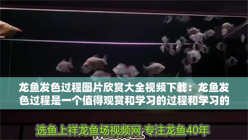 龍魚發(fā)色過程圖片欣賞大全視頻下載：龍魚發(fā)色過程是一個值得觀賞和學(xué)習(xí)的過程和學(xué)習(xí)的過程