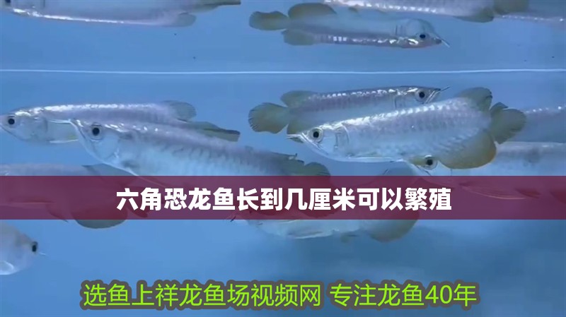 六角恐龍魚長到幾厘米可以繁殖 六角恐龍魚長到幾厘米可以繁殖 龍魚百科