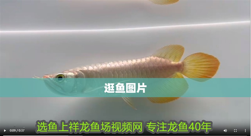 逛魚圖片 逛魚圖片 龍魚論壇