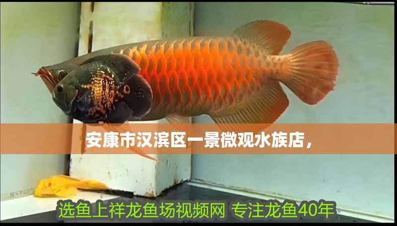 安康市漢濱區一景微觀水族店，