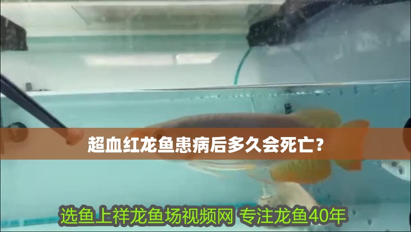 超血紅龍魚患病后多久會死亡？