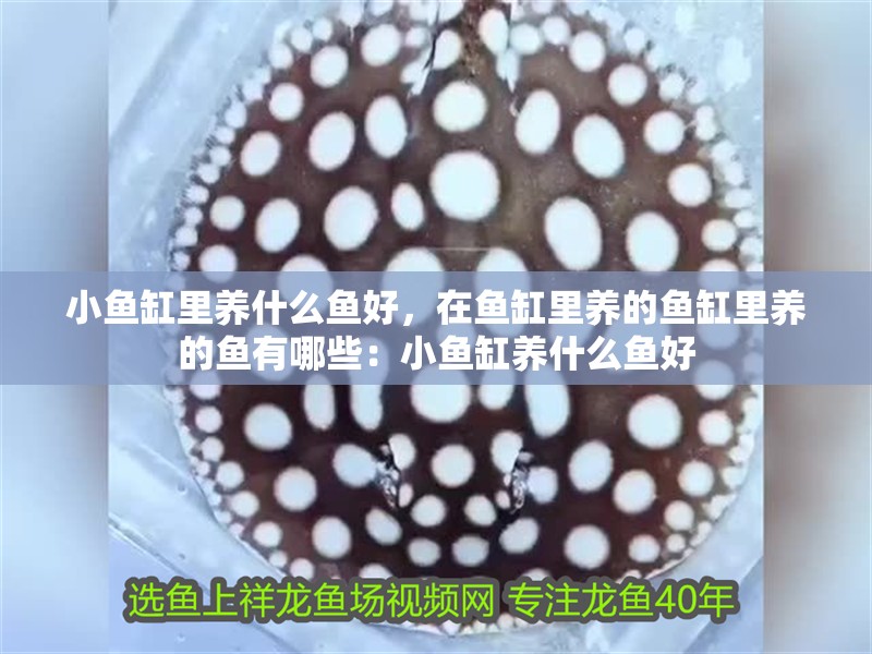 小魚缸里養什么魚好，在魚缸里養的魚缸里養的魚有哪些：小魚缸養什么魚好