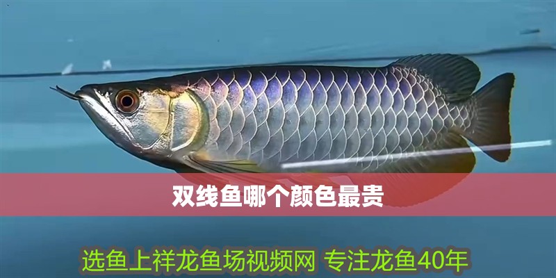 雙線魚哪個顏色最貴
