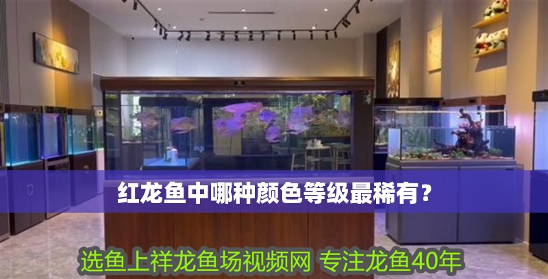 紅龍魚中哪種顏色等級(jí)最稀有？