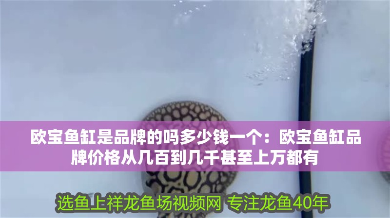 歐寶魚缸是品牌的嗎多少錢一個：歐寶魚缸品牌價格從幾百到幾千甚至上萬都有