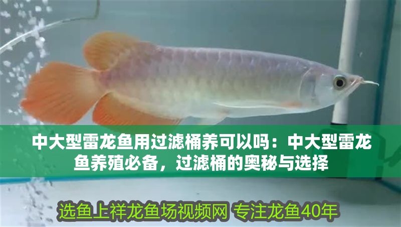 中大型雷龍魚用過濾桶養(yǎng)可以嗎：中大型雷龍魚養(yǎng)殖必備，過濾桶的奧秘與選擇