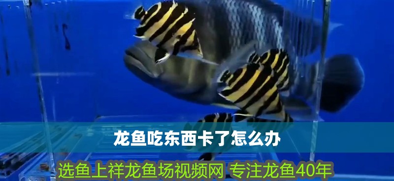 龍魚吃東西卡了怎么辦