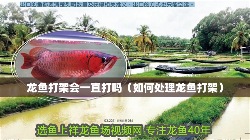 龍魚打架會一直打嗎（如何處理龍魚打架）