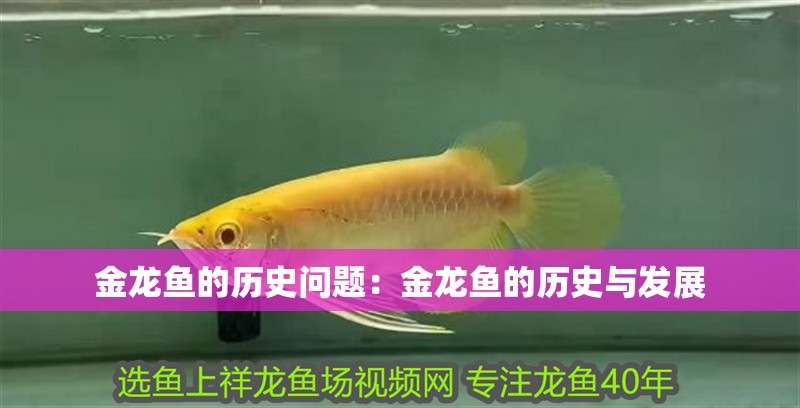 龍魚 金龍魚的歷史問題:金龍魚的歷史與發(fā)展 龍魚百科 金龍魚的歷史問題:金龍魚的歷史與發(fā)展 金龍魚的歷史問題:金龍魚的歷史與發(fā)展 龍魚百科