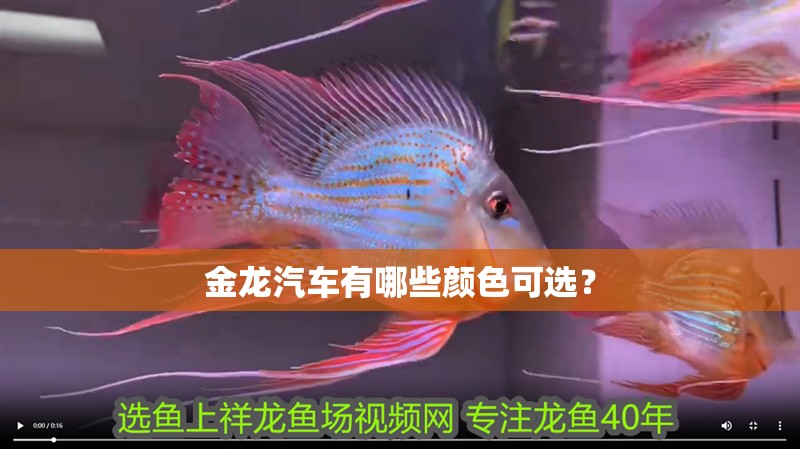 金龍汽車有哪些顏色可選？