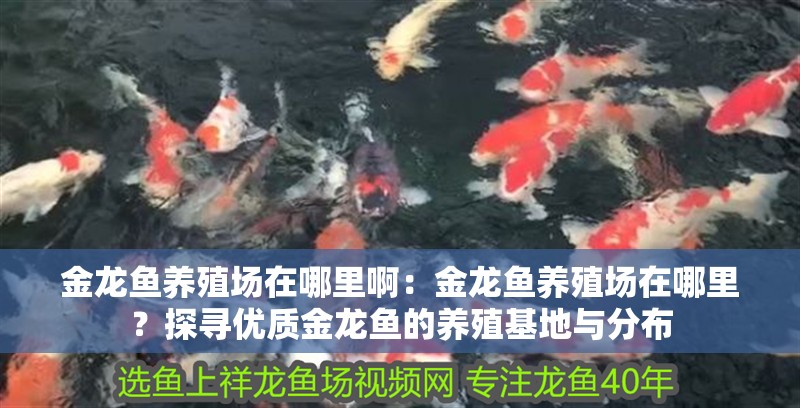 金龍魚養殖場在哪里?。航瘕堲~養殖場在哪里？探尋優質金龍魚的養殖基地與分布