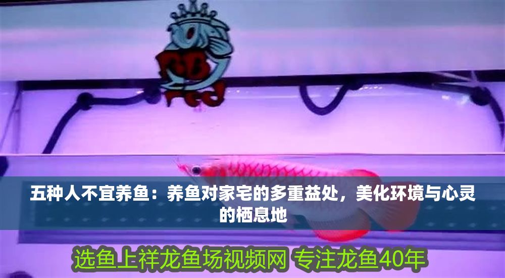 五種人不宜養魚：養魚對家宅的多重益處，美化環境與心靈的棲息地