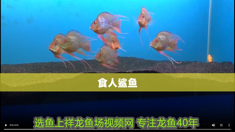 食人鯊魚 食人鯊魚 龍魚論壇